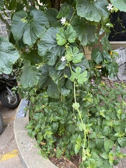 Trichosanthes cucumerina