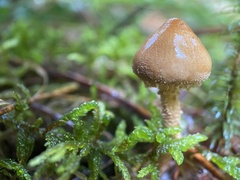 Cystoderma