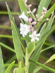 Leucopogon