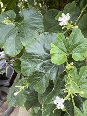 Trichosanthes cucumerina