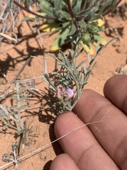 Astragalus ceramicus