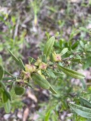 Dodonaea ceratocarpa
