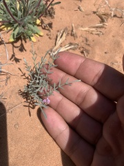 Astragalus ceramicus