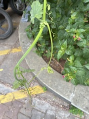 Trichosanthes cucumerina