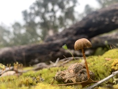 Protostropharia semiglobata