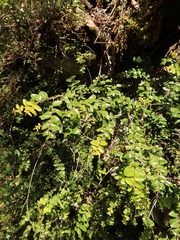 Metrosideros diffusa