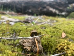 Protostropharia semiglobata