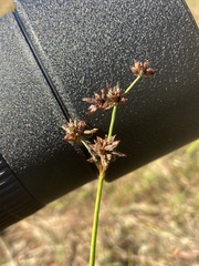 Juncus