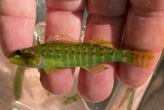 Etheostoma zonale