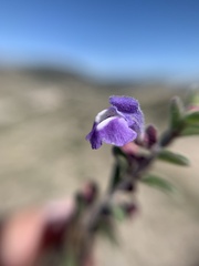 Scutellaria potosina