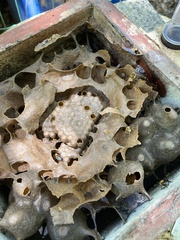 Melipona scutellaris