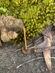 Protostropharia semiglobata