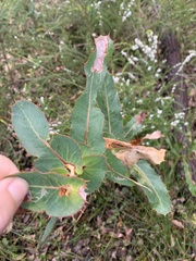 Hakea amplexicaulis
