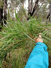 Persoonia longifolia