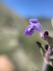 Scutellaria potosina