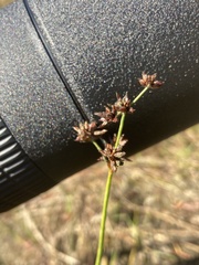Juncus
