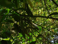 Sciurus stramineus
