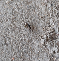 Gnaphosidae