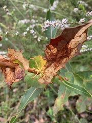 Hakea amplexicaulis