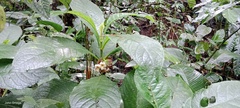 Gesneriaceae