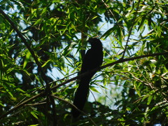 Crotophaga major
