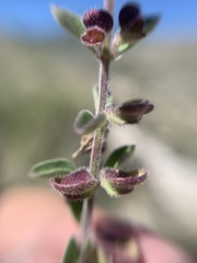 Scutellaria potosina