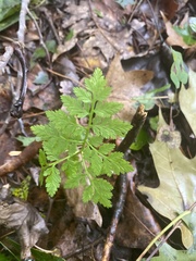 Botrypus virginianus