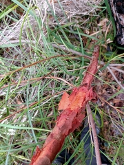 Persoonia longifolia