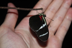 Heliconiini