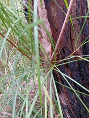 Persoonia longifolia