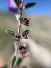 Scutellaria potosina