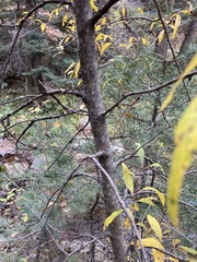 Populus angustifolia