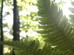 Dryopteris