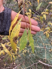 Populus angustifolia