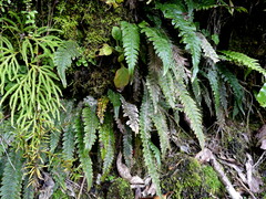 Blechnum chambersii