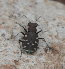 Cicindela duodecimguttata