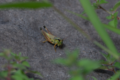 Phoetaliotes nebrascensis