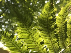 Dryopteris