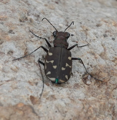 Cicindela duodecimguttata