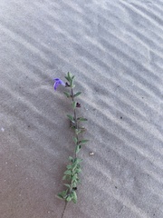 Scutellaria potosina