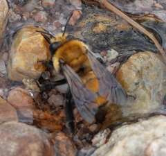 Anthophora bomboides