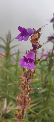 Image of Penstemon gentianoides by no rights reserved