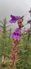 Penstemon gentianoides