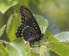 Limenitis arthemis arizonensis