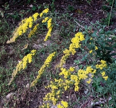 Solidago nemoralis