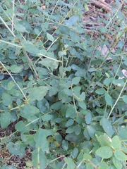Ceanothus integerrimus