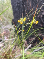 Sphaerolobium alatum