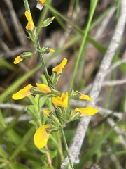 Sphaerolobium alatum