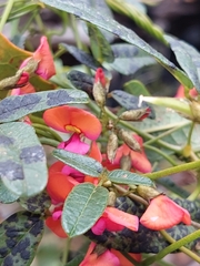 Kennedia coccinea