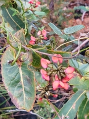 Kennedia coccinea